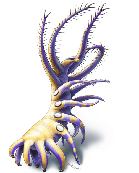 Artist’s reconstruction of the newly identified lobopodian, Ovatiovermis cribratus. (Image: Danielle Dufault/Jean-Bernard Caron et al., 2017)